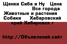 Щенки Сиба и Ну › Цена ­ 35000-85000 - Все города Животные и растения » Собаки   . Хабаровский край,Хабаровск г.